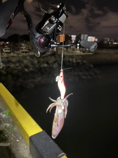 ヒイカの釣果