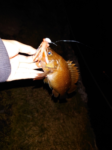 エゾメバルの釣果