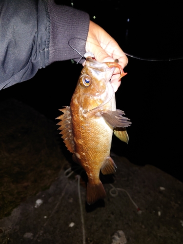 エゾメバルの釣果