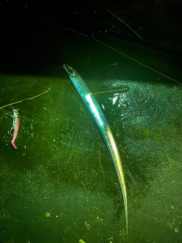 タチウオの釣果