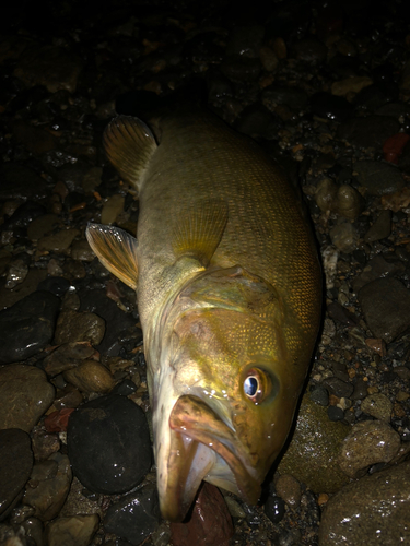 スモールマウスバスの釣果