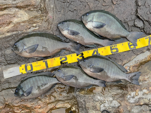 クチブトグレの釣果