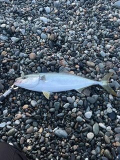 ワラサの釣果