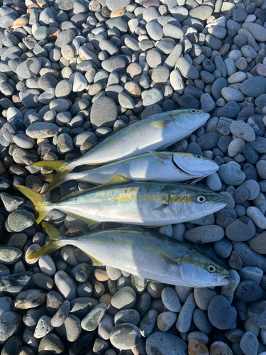 イナダの釣果