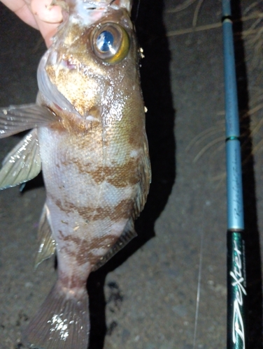 メバルの釣果