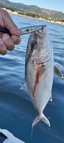 ショゴの釣果