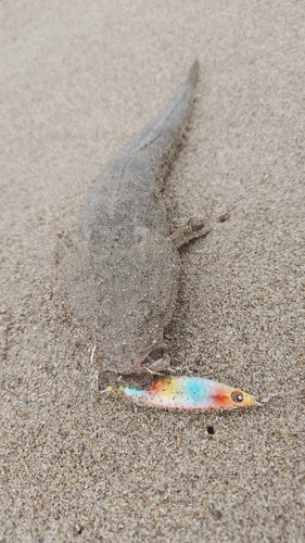 マゴチの釣果