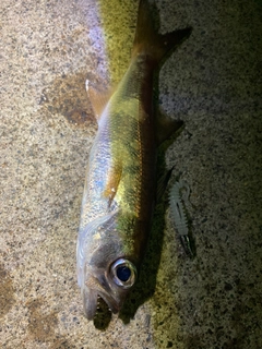 クロムツの釣果