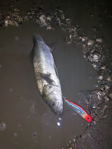 セイゴ（マルスズキ）の釣果