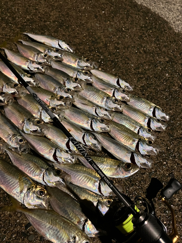 アジの釣果