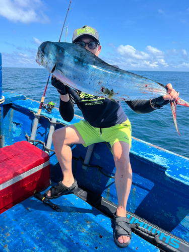 シイラの釣果