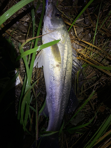 スズキの釣果