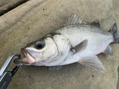 ヒラスズキの釣果