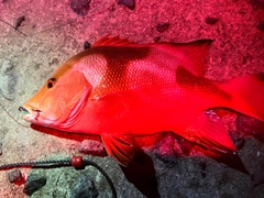 センネンダイの釣果