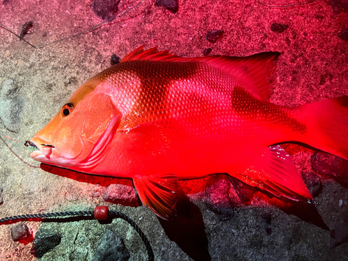 センネンダイの釣果