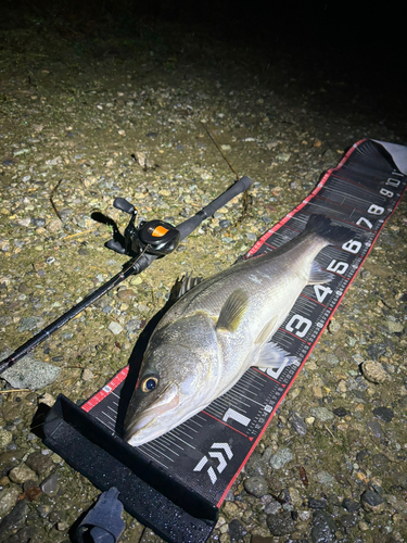 シーバスの釣果