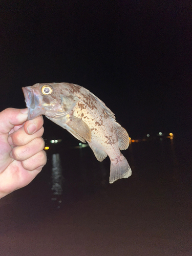 クロソイの釣果