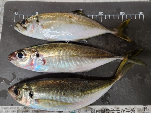 アジの釣果