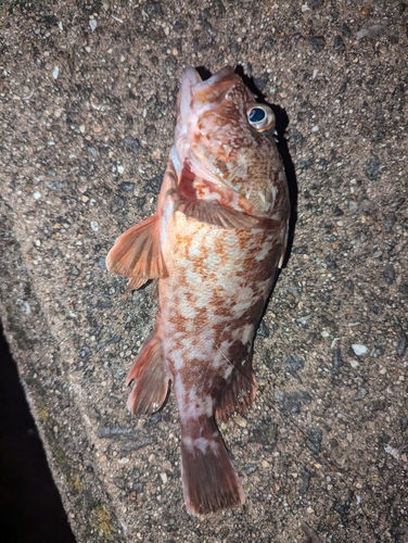 カサゴの釣果