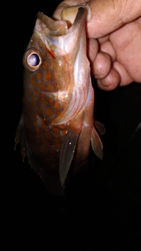 キジハタの釣果