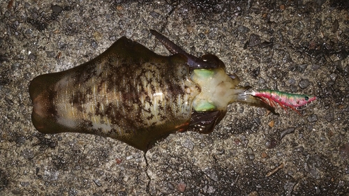 アオリイカの釣果