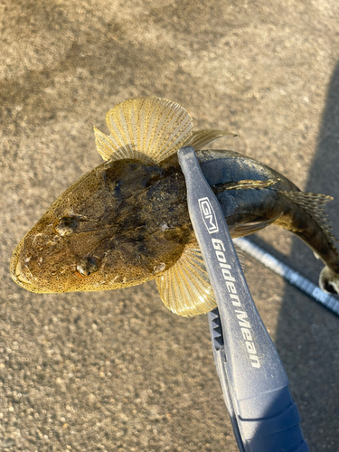 コチの釣果