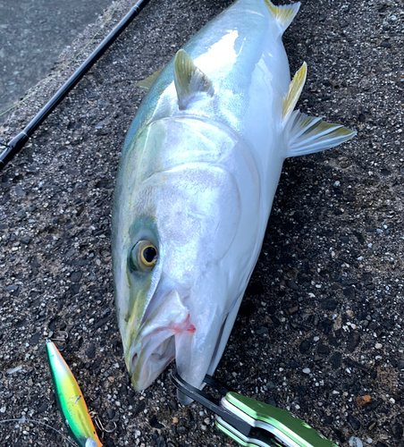 ハマチの釣果