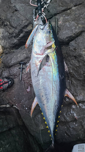 キハダマグロの釣果