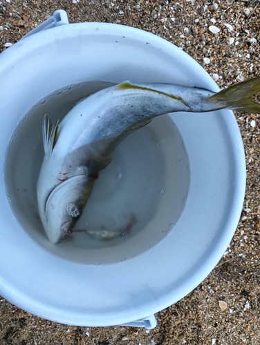 ハマチの釣果