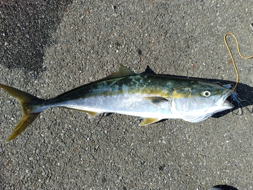 ワラサの釣果