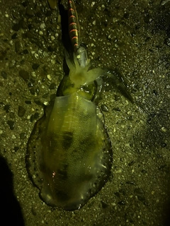 アオリイカの釣果