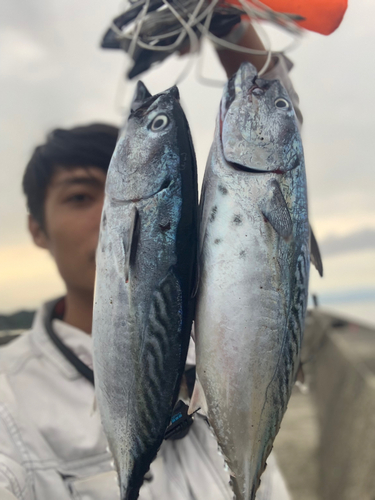 スマガツオの釣果