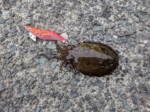 モンゴウイカの釣果