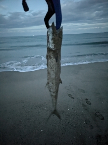 サゴシの釣果