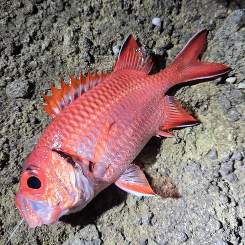 イットウダイの釣果