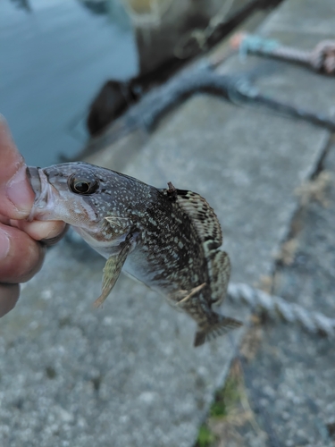 釣果