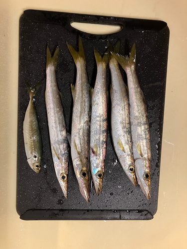 カマスの釣果