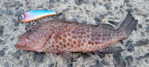 オオモンハタの釣果