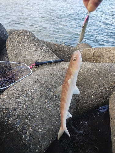 エソの釣果