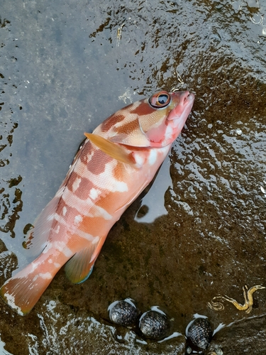 アカハタの釣果