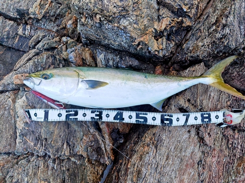 ブリの釣果