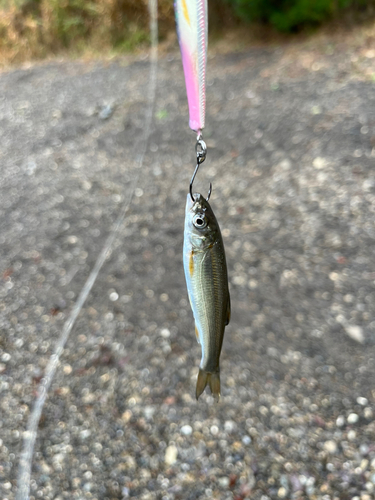 ウグイの釣果