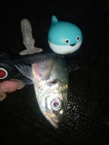 マアジの釣果