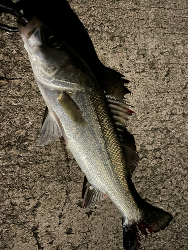 シーバスの釣果