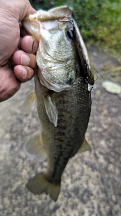 ラージマウスバスの釣果