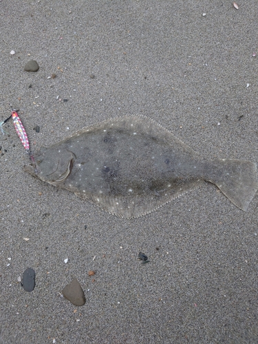 ソゲの釣果