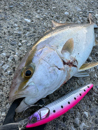 ネリゴの釣果