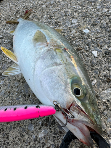 ヤズの釣果