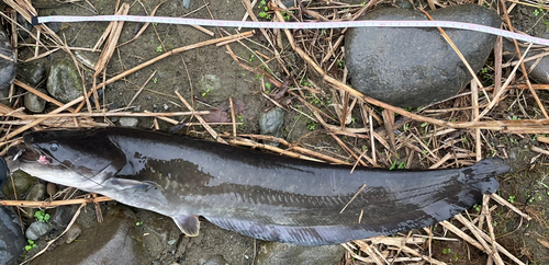 ナマズの釣果