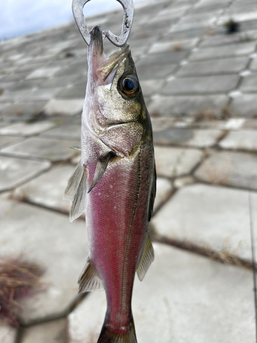 スズキの釣果